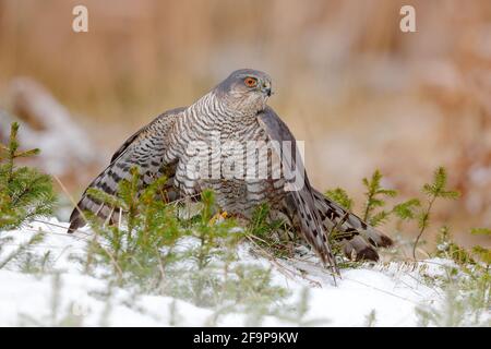 Der eurasische Sperber, Accipiter nisus, sitzt auf dem Schnee im Wald mit dem gefangenen singvögel. Tierwelt Tierszene aus der Natur. Vogel im W Stockfoto