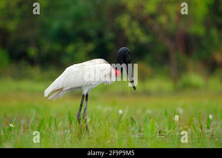 Großer Storch aus Brasilien. Jabiru Storch im Wasser, grüne Vegetation. Schwarz-weißer Vogel im grünen Wasser mit Blumen, Pantanal, Bolivien. Tierarten-Scen Stockfoto