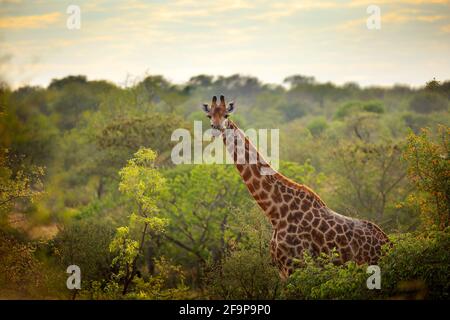 Giraffe und Sonnenaufgang am Morgen. Grüne Vegetation mit Tierporträt. Wildlife-Szene aus der Natur. Orangefarbenes Licht im Wald, Okavango, Botswana, Afrika Stockfoto