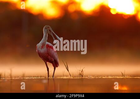 Schöner Sonnenaufgang mit Vogel, Platalea Ajaja, Roseate Spoonbill, im Wasser Sonne Hintergrundbeleuchtung, Detail Porträt des Vogels mit langen flachen Schnabel, Pantanal, Bra Stockfoto