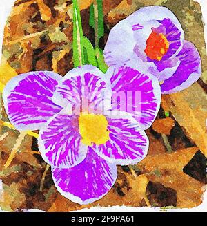 Violetter Krokus, Aquarell Stockfoto