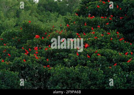 Scharlachrote Ibis, Eudocimus ruber, exotischer roter Vogel, Lebensraum in der Natur, Vogelkolonie auf dem Baum, Caroni Swamp, Trinidad und Tobago, Karibik. Flock o Stockfoto