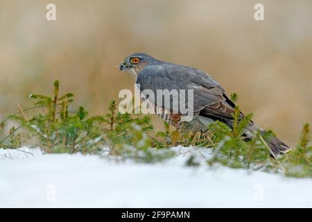 Der eurasische Sperber, Accipiter nisus, sitzt auf dem Schnee im Wald mit dem gefangenen singvögel. Tierwelt Tierszene aus der Natur. Vogel im W Stockfoto