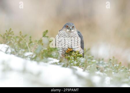 Der eurasische Sperber, Accipiter nisus, sitzt auf dem Schnee im Wald mit dem gefangenen singvögel. Tierwelt Tierszene aus der Natur. Vogel im W Stockfoto