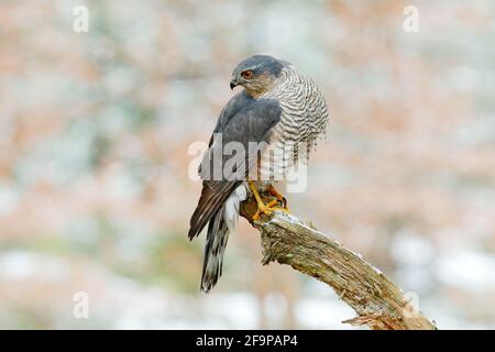 Der eurasische Sperber, Accipiter nisus, sitzt auf dem Schnee im Wald mit dem gefangenen singvögel. Tierwelt Tierszene aus der Natur. Vogel im W Stockfoto