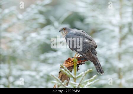 Der eurasische Sperber, Accipiter nisus, sitzt auf dem Schnee im Wald mit dem gefangenen singvögel. Tierwelt Tierszene aus der Natur. Vogel im W Stockfoto