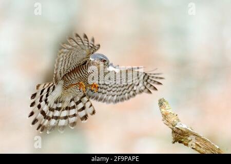 Der eurasische Sperber, Accipiter nisus, sitzt auf dem Schnee im Wald mit dem gefangenen singvögel. Tierwelt Tierszene aus der Natur. Vogel im W Stockfoto