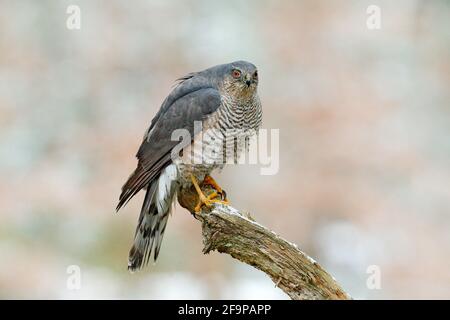 Der eurasische Sperber, Accipiter nisus, sitzt auf dem Schnee im Wald mit dem gefangenen singvögel. Tierwelt Tierszene aus der Natur. Vogel im W Stockfoto