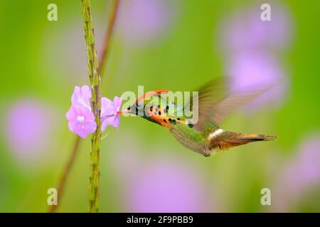 Getuftete Coquette, ein farbenfroher Kolibri mit orangefarbenem Wappen und Kragen im Lebensraum der grünen und violetten Blüten. Vogel fliegt neben rosa Blume, klar gre Stockfoto