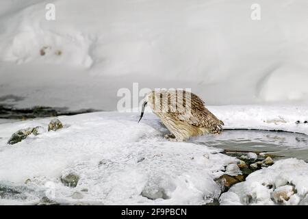 Blakiston-Fischeule, gefangen Fisch in der Schnabel, größte lebende Eule. Vogeljagd im kalten Wasser mit Schnee. Wildlife-Szene aus Winter Hokkaid Stockfoto