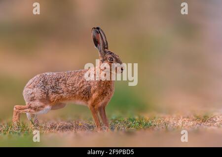 Brauner Feldhase liegt in der Natur Stockfoto