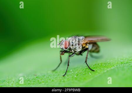 Exotische Drosophila Fliegen Diptera Parasitieren Insektenmakro Stockfoto