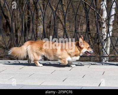 Rot Welsh Corgi Cardigan Hund auf dem Spaziergang Stockfoto