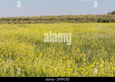 Raps (Brassica napus) mit blühenden Pflanzen in der Nähe von Fuente de Piedra, Spanien. Stockfoto