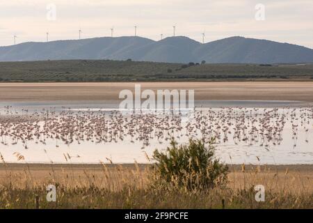 Der Flamingos (Phoenicopterus roseus) füttert in den flachen Gewässern des Reservats Fuente de Piedra, Salzlagune, Malaga, Spanien. Stockfoto