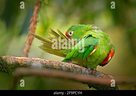 Karmesinsittich (Aratinga finschi) Porträt eines hellgrünen Papagei mit rotem Kopf, Costa Rica. Wildlife-Szene aus tropischer Natur. Vogel im Stockfoto