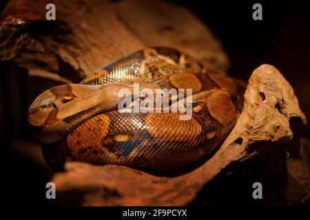 Schlange auf dem Baumstamm. Boa Constrictor Schlange in der wilden Natur, Belize. Wildlife-Szene aus Mittelamerika. Reisen Sie in Mittelamerika. Gefährlich V Stockfoto