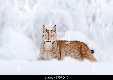Eurasischer Luchs beim Wandern, wilde Katze im Wald mit Schnee. Wildlife-Szene aus der winterlichen Natur. Niedliche große Katze im Lebensraum, kalter Zustand. Verschneiten Wald mit Stockfoto