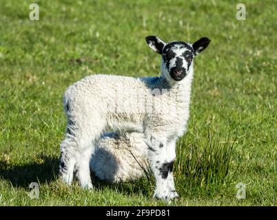 Ein Swaledale-Lamm, das vor seinem Geschwisterchen in Weardale, den North Pennines, County Durham, Großbritannien, steht Stockfoto