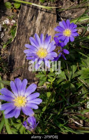 Drei Blüten der blauen Anemone blanda (Anemonoides blanda) blühen im Frühjahr in einem Garten in Großbritannien. Stockfoto