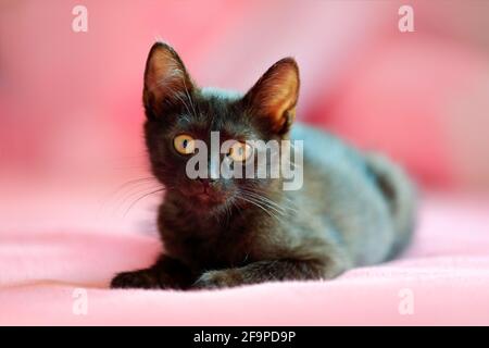 Zuhause schwarze Katze in der rosa. Niedliches Babe Kätzchen im Bett mit rosa Bettwäsche. Stockfoto