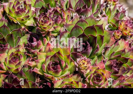 Eine dichte Ansammlung von Hausbächen / Sempervivum tectorum in einem Garten in den North Pennines, County Durham, Großbritannien. Stockfoto