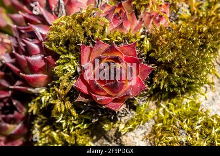 Eine Rosette von Sempervivum tectorum / gewöhnlicher Hauseke, gegen ein Moosbett in einem Garten in den North Pennines, County Durham, Großbritannien. Stockfoto