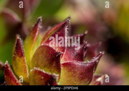 Nahaufnahme/Makroansicht der fleischigen, aber behaarten Blätter von Sempervivum tectorum in einem Garten in den North Pennines, County Durham, Großbritannien. Stockfoto