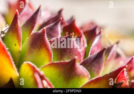 Nahaufnahme/Makroansicht der fleischigen, aber behaarten Blätter von Sempervivum tectorum in einem Garten in den North Pennines, County Durham, Großbritannien. Stockfoto