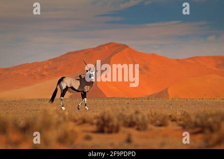 Gemsbok mit orangefarbener Sanddüne Abenduntergang. Gemsbuck, Oryx gazella, große Antilope in Naturgebiet, Sossusvlei, Namibia. Wilde Tiere im savan Stockfoto