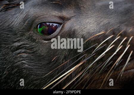 Nahaufnahme Tierporträt mit Gruppe von Menschen Spiegel in großen Augen. Cape Brown Pelzrobbe, Arctocephalus pusillus, Detail des Kopfes mit Reflexion. Kunstansicht Stockfoto