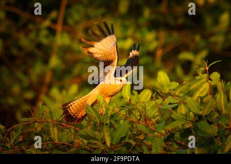 Gelbkopfkarakara, Milvago Chimachima, Vogel fliegen über grüner Vegetation. Caracara-Flug im Naturgebiet Tarcoles, Carara NP, Costa Rica. W Stockfoto