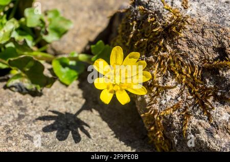 Eine einzelne, kleinere Celandine (Ficaria verna) Blume, die im Frühjahr in einem britischen Garten unter moosigen Felsen wächst. Stockfoto