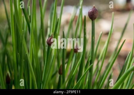 Ein Schnittlauch-Klumpen (Allium schoenoprasum) im Frühjahr, wobei die Flwoer-Köpfe zu Knospen beginnen. VEREINIGTES KÖNIGREICH Stockfoto