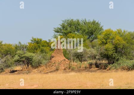 Bush-Landschaft mit einem großen Termitenhügel, Namibia Stockfoto