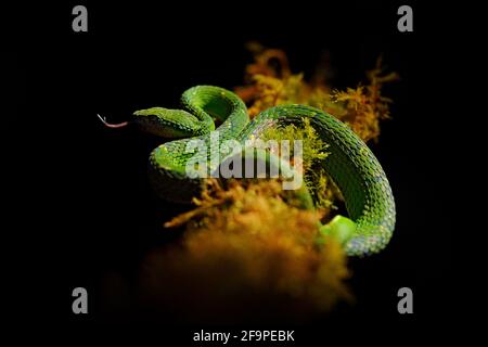 Grüne Palme-Pitviper, Bothriechis lateralis, Gefahr Giftschlange in der Natur Lebensraum, Tapantí NP, Costa Rica. Giftiges grünes Reptil in der Natur ha Stockfoto