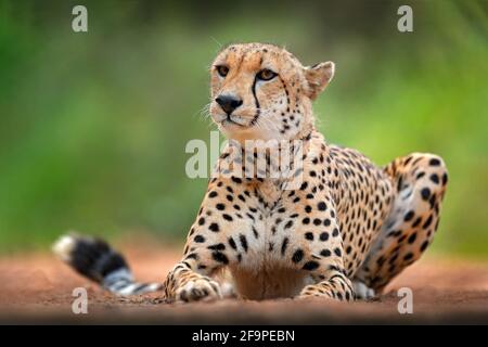 Gepard, Acinonyx jubatus, Detailportrait der Wildkatze. Schnellstes Säugetier an Land, Okavango, Botswana in Afrika. Wildlife-Szene aus afrikanischer Natur. Stockfoto