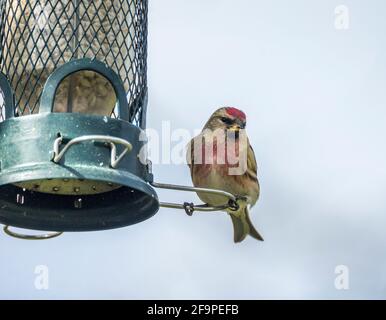 Männchen Lesser Redpoll (Acanthist Cabaret), der im Frühjahr in Weardale, den North Pennines, County Durham, Großbritannien, auf einem Futterhäuschen steht. Stockfoto