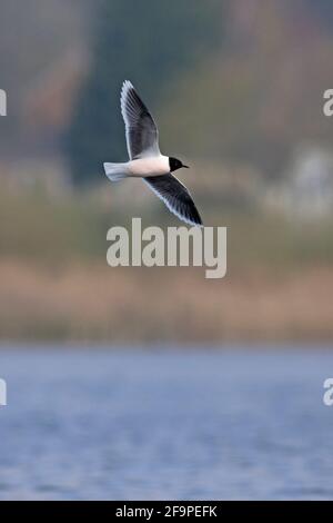 Kleine Möwe (Larus minutus) Bei NWT Thorpe Marshes Norwich April 2021 Stockfoto