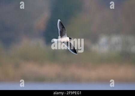 Kleine Möwe (Larus minutus) Bei NWT Thorpe Marshes Norwich April 2021 Stockfoto