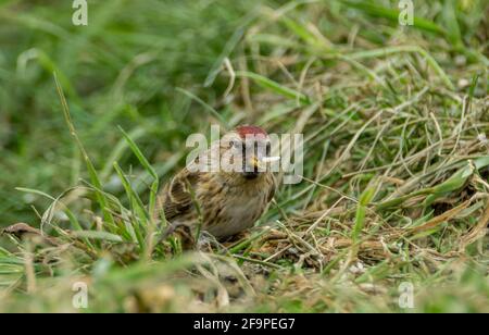 Weibliche Lesser Redpoll (Acanthist-Kabarett) mit einem Sonnenblumenkerz, das wie eine Zigarre aus ihrem Schnabel ragt, The North Pennines, County Durham, Großbritannien. Stockfoto