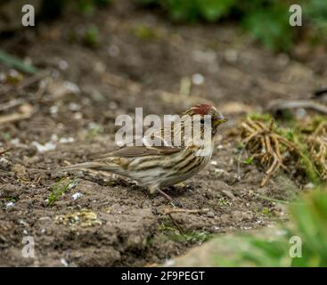 Weibliche Lesser Redpoll (Acanthist Cabaret) auf dem Boden in einem Garten im Frühjahr in Weardale, The North Pennines, County Durham, Großbritannien. Stockfoto