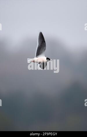 Kleine Möwe (Larus minutus) Bei NWT Thorpe Marshes Norwich April 2021 Stockfoto