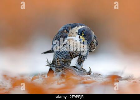 Peregrine Falcon sitzt im Schnee mit orangefarbenen Blättern und gefangenem Vogel. Wildlife-Szene aus der Natur. Vogelverhalten im kalten Winter. Falcon mit Kill d Stockfoto