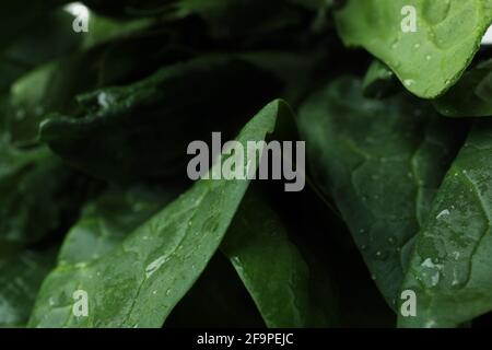 Frischer roher Spinat mit Wasser, Nahaufnahme Stockfoto