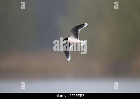 Kleine Möwe (Larus minutus) Bei NWT Thorpe Marshes Norwich April 2021 Stockfoto