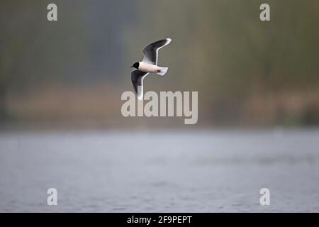 Kleine Möwe (Larus minutus) Bei NWT Thorpe Marshes Norwich April 2021 Stockfoto