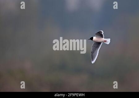 Kleine Möwe (Larus minutus) Bei NWT Thorpe Marshes Norwich April 2021 Stockfoto