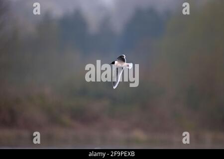 Kleine Möwe (Larus minutus) Bei NWT Thorpe Marshes Norwich April 2021 Stockfoto