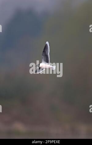 Kleine Möwe (Larus minutus) Bei NWT Thorpe Marshes Norwich April 2021 Stockfoto